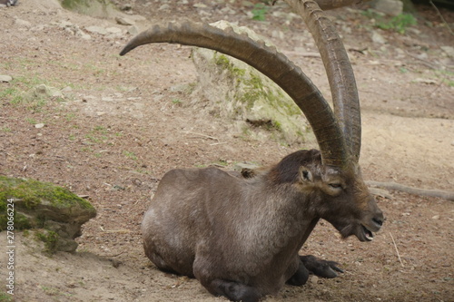 Steinbock im Tierpark Olderdissen