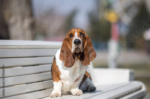 Tablou canvas basset hound dog spring in the park