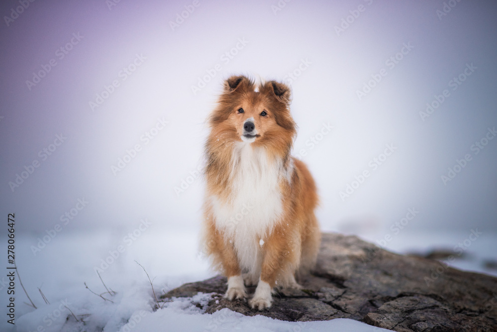 Shetland sheepdog - in winter