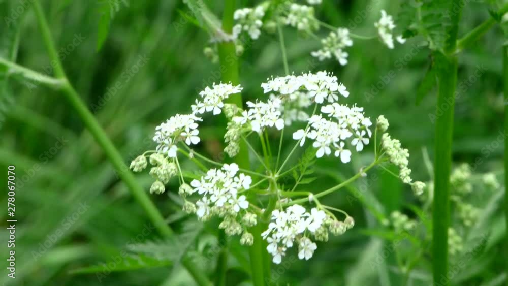 Flowers wild Hemlock. Umbrella plants in the natural environment. Flowers wild Hemlock. Umbrella plants in the natural environment.