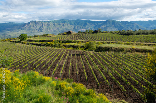 Landscape with green vineyards in Etna volcano region with mineral rich soil on Sicily  Italy