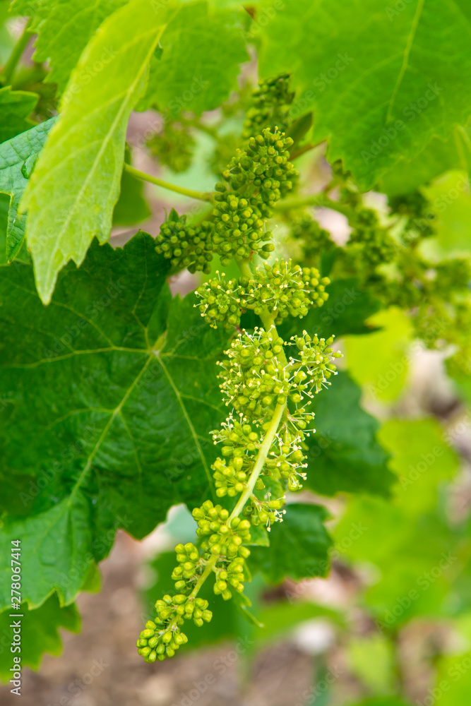 Young green unripe grape vines in vineyard close up Young green unripe grape vines in vineyard close up