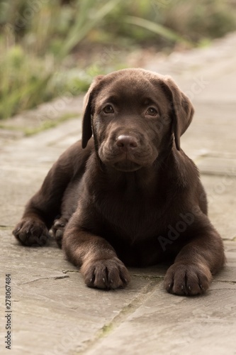 Chocolate Labrador Puppy