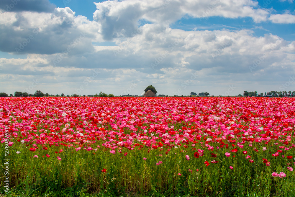 Colorful nature background, poppy fields with white, pink and red poppy flowers