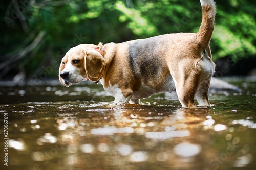 Wallpaper Mural The Beagle Torontodigital.ca