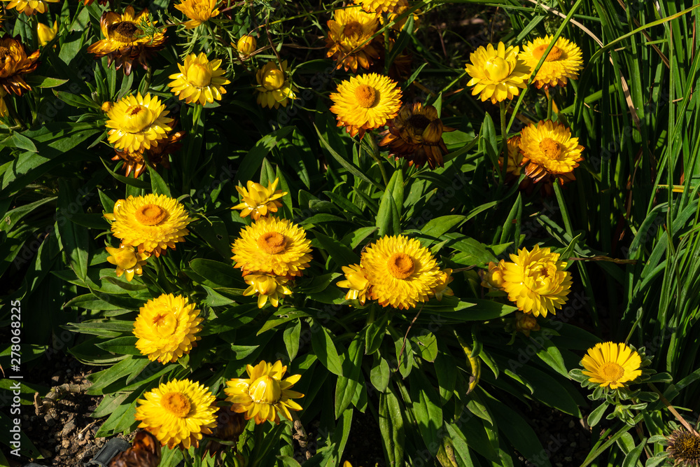 Garten-Strohblumen