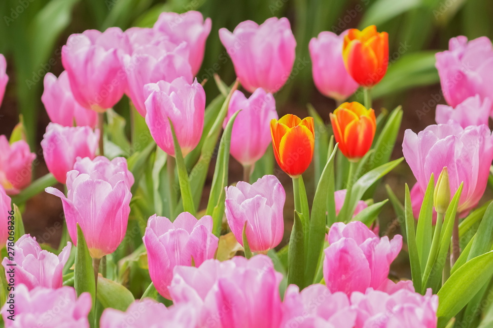 Soft focus Orange and Pink Tulip flower blossom in garden.