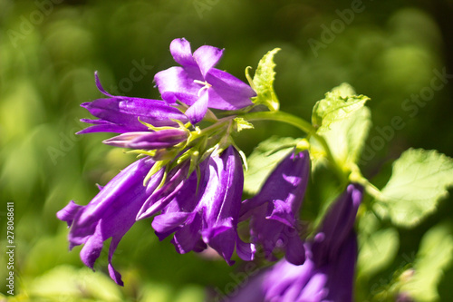 Background flowers. Plants in the garden. Spring flowers grow in a flower bed.