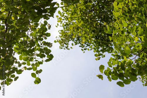 Leaves against the sky. Suitable for pasting labels. Bushes in the forest.