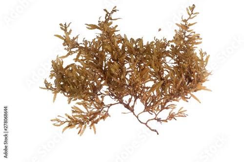 Pelagic brown algae in the genus Sargassum. The berry-like structures are gas-filled bladders known as pneumatocysts, which provide buoyancy to the plant. Isolated on white background