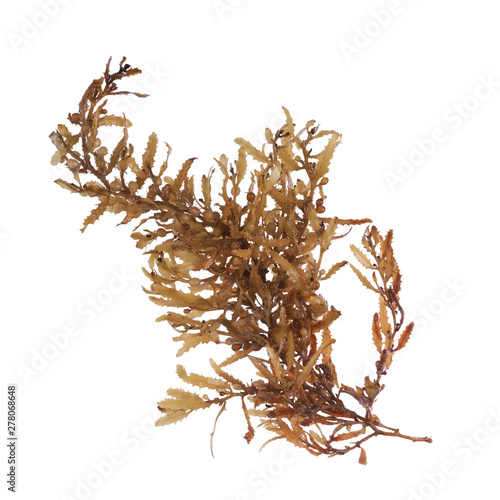 Pelagic brown algae in the genus Sargassum. The berry-like structures are gas-filled bladders known as pneumatocysts, which provide buoyancy to the plant. Isolated on white background