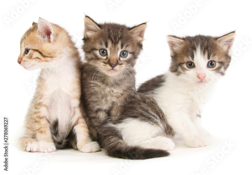 Three baby kittens. © Galyna