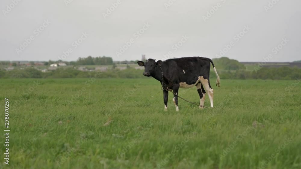 Black young calf tied to chain grazes on green lawn and looks around and into camera,there are lot of flies around him,he is chewing grass,background is blurred in bokeh,summer day Black young calf tied to chain grazes on green lawn and looks around and into camera,there are lot of flies around him,he is chewing grass,background is blurred in bokeh,summer day