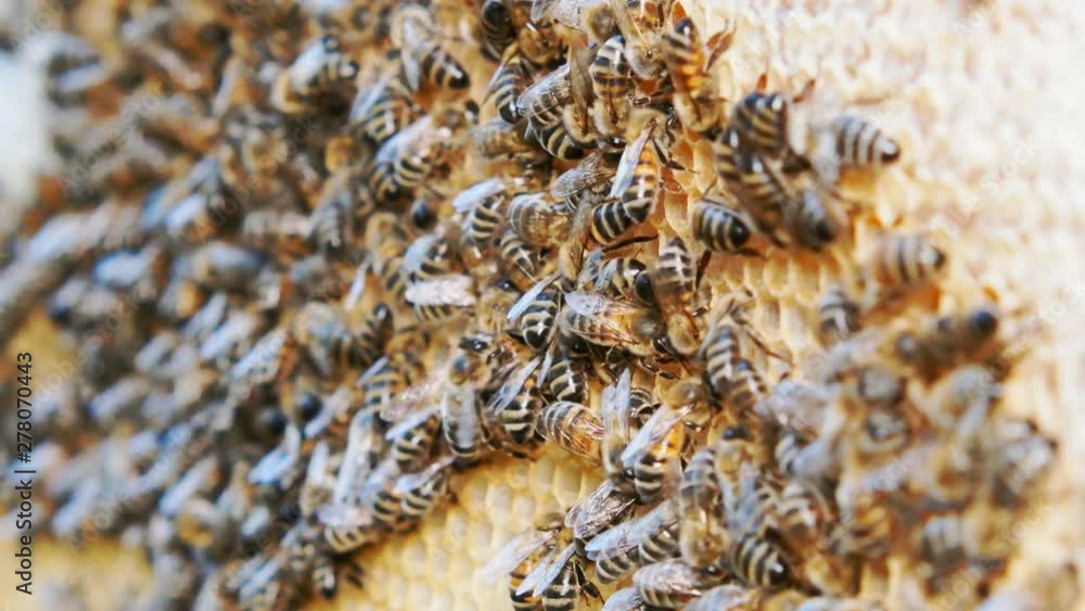 Honey bees produce honey. Close shot of the work of bees. Honey bees produce honey. Close shot of the work of bees.