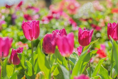 Soft focus Pink Tulip Flower Blossom in garden with nature blurred background.