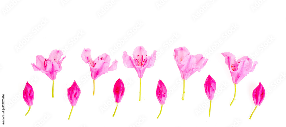 Pink small flowers and buds isolated on white background