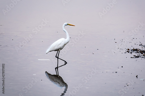 A great white egret hunting in fresh water. photo