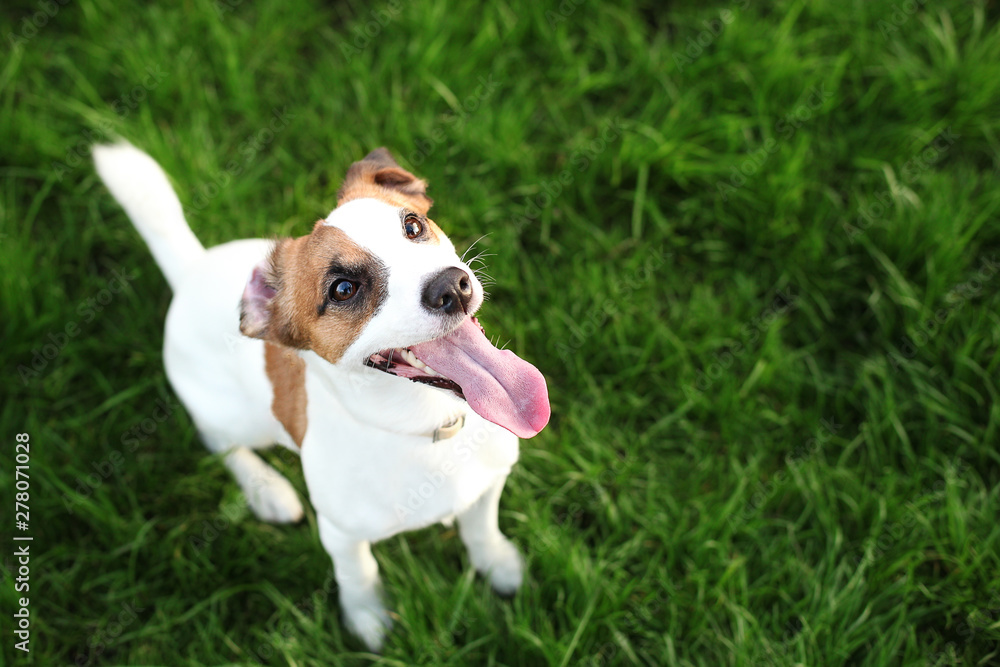 Purebred Jack Russell Terrier dog outdoors on nature in the grass on a summer day. Happy dog ​​sits in the park. Jack Russell Terrier dog smiling on the grass background. Parson Russell Terrier