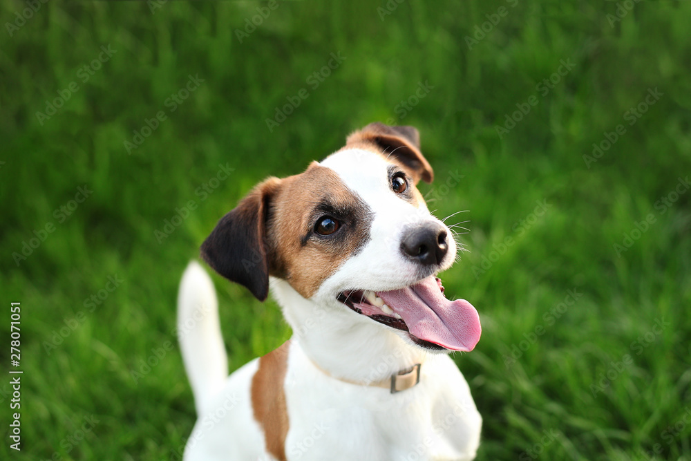 Happy active young Jack Russell Terrier. White-brown color dog face and eyes close-up in a park outdoors, making a serious face under the morning sunlight in good weather. Jack russel terrier portrait
