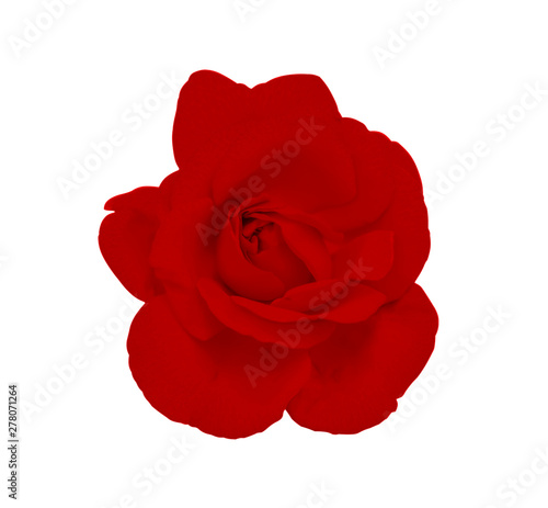 Red rose isolated white background