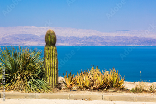 cactus and desert plants dry nature landscape in hot colorful summer weather season near dead sea shoreline in Israel, phallic symbol object  photo