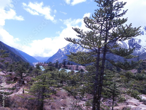 tree in the mountains