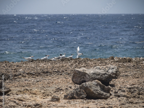 Views around Playa Canoa a surfers beach on the north shore of Curacao Island photo