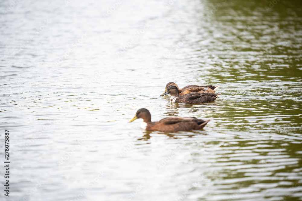 Duck family is swimming on a small pond Duck family is swimming on a small pond