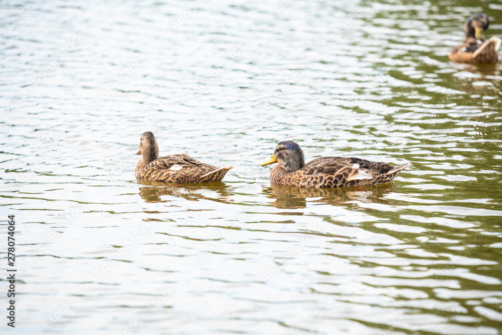 Fototapeta premium Duck family is swimming on a small pond