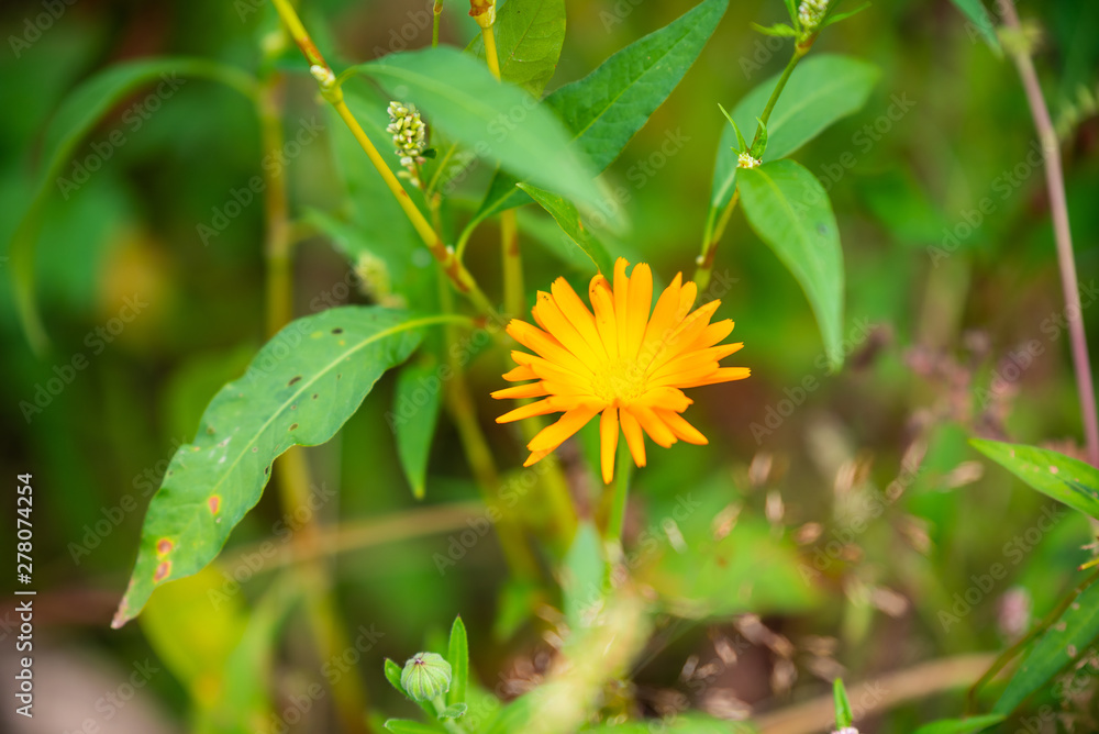 Fototapeta premium Focus on flowers and plants with beautiful colors