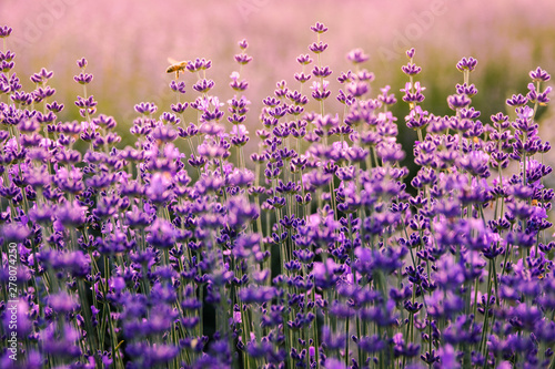 Bee pollinates a flower on lavender field