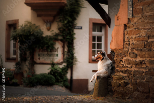 dog in the evening the light of lanterns. Australian shepherd in old town. Pet in the city center