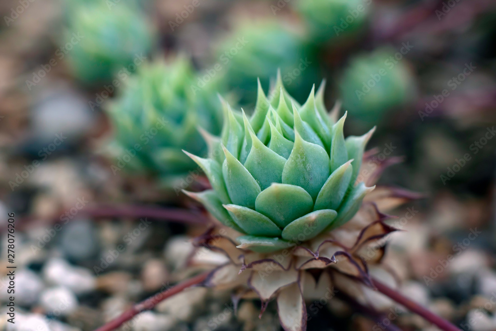 succulents in the garden closeup succulents in the garden closeup