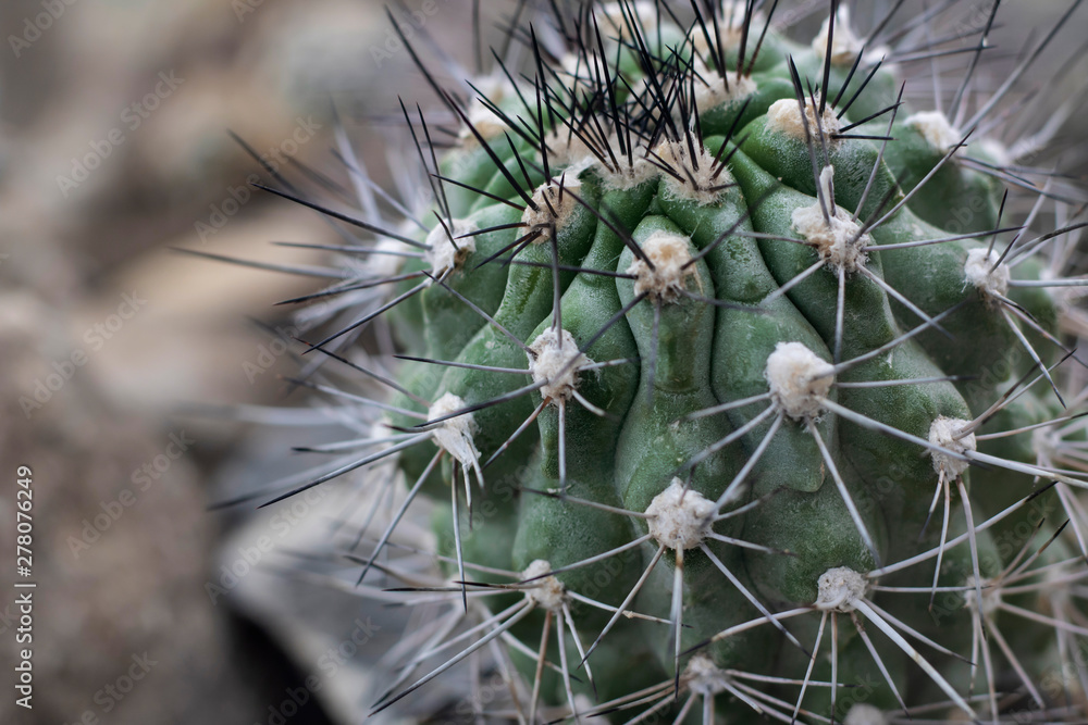 Cactus are beautiful plants. Thorny mysterious plants. Cactus are beautiful plants. Thorny mysterious plants.