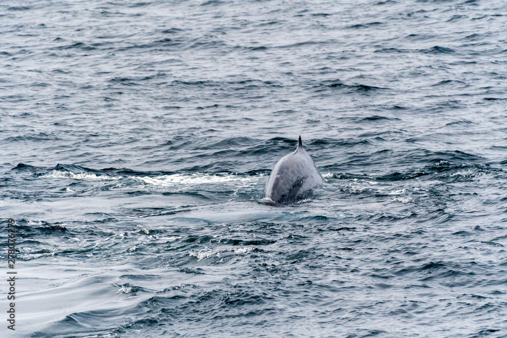Obraz premium Blue whale (Balaenoptera musculus) on the surface off the coast of Baja California.