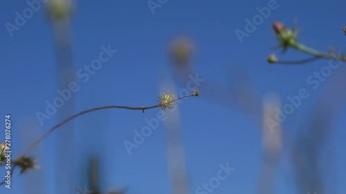 Plants moving with the wind with blue sky background and space for text, concept of tranquility and serenity photo