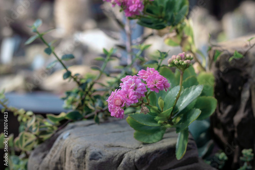 bouquet of pink flowers