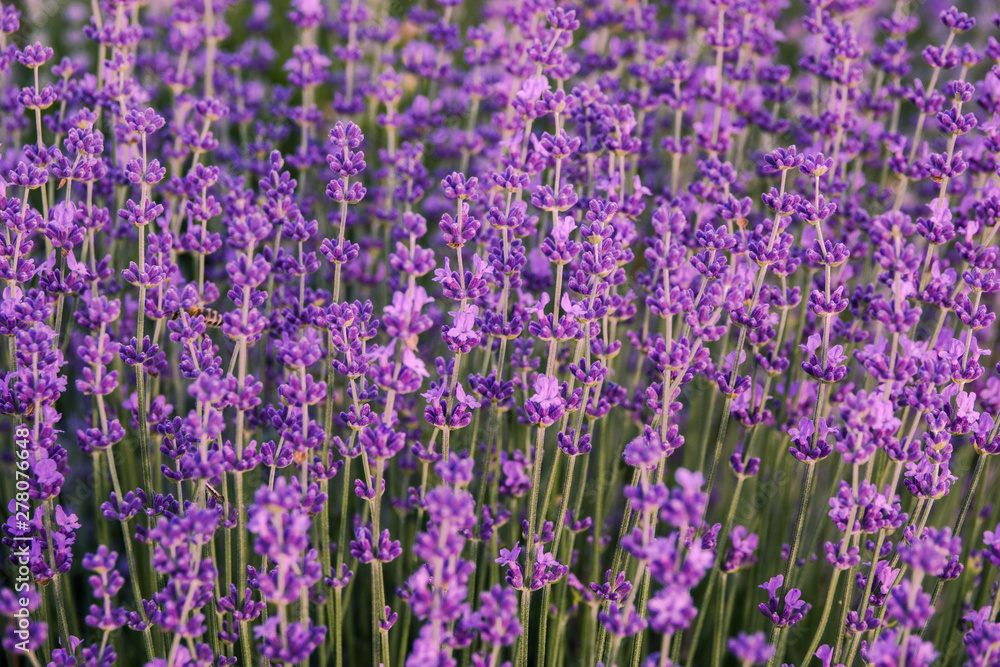 Naklejka premium Close up lavender flowers with selective focus. Lavender texture background
