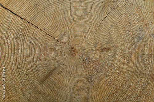 wood rings on the stump in big wood