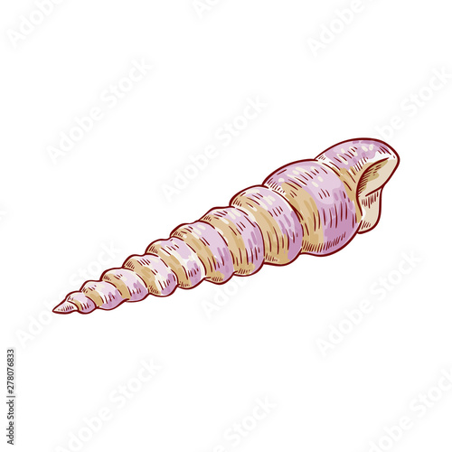 Spiral oblong seashell from the beach, tropical shell.