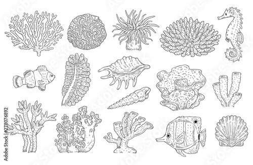 Vector underwater plants corals fish shell set
