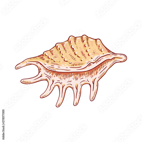 Large sea and ocean shell, tropical shell from the summer beach.
