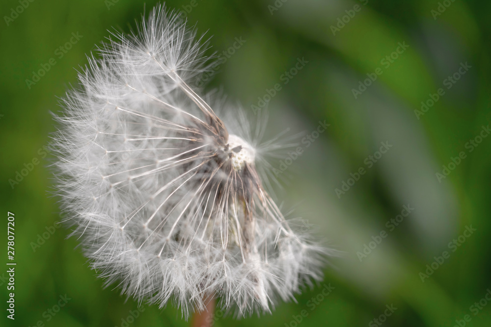 Fototapeta premium Dandelion on green background