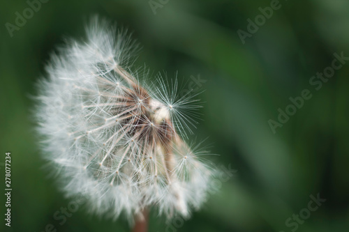 Dandelion on green background