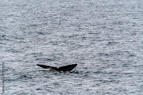 Blue Whale (Balaenoptera musculus) showing tail flukes as it dives deep in the ocean near Svalbard, Norway.
