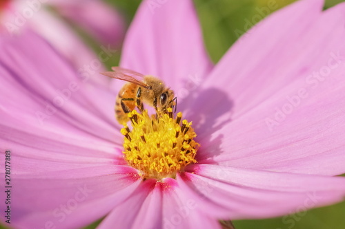 a little bee feeding and keep yellow pollen of pink cosmos flower..