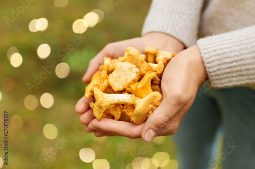 season, nature and leisure concept - close up of woman hands holding chanterelles mushrooms in forest