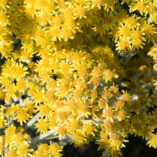 Three insects on a yellow shrub, one bee hanging on the side of a yellow blossom and another bee working under the flower heads, the third insect is sitting on a yellow blossom. 