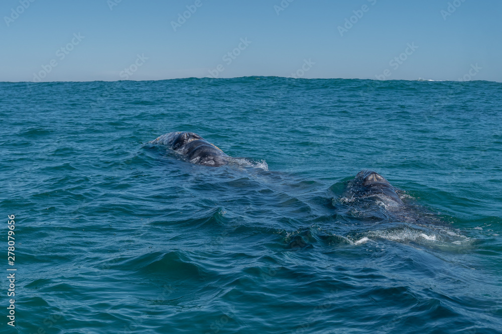 Naklejka premium Gray whale (Eschrichtius robustus) mother and calf on the surface off the coast of Baja California, Mexico.