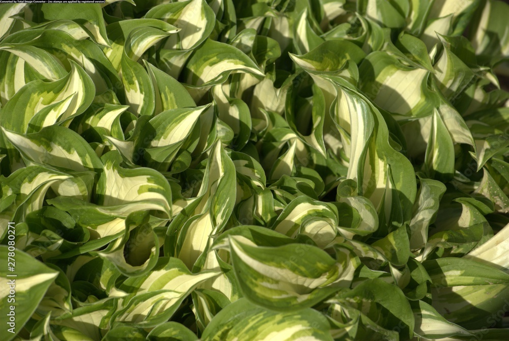 Obraz premium green color background